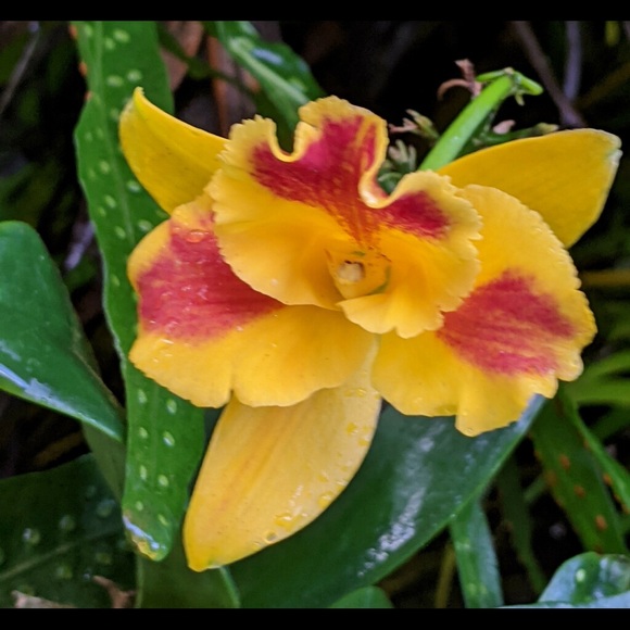 Meet your Posher, Ms Montara Beach - Picture 11 of 16